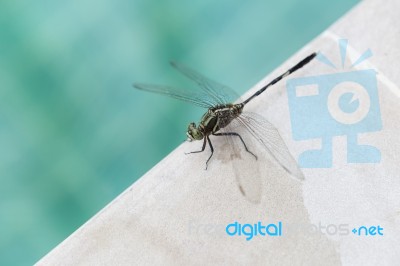 Green Dragon Fly On Swimming Pool Edge Stock Photo