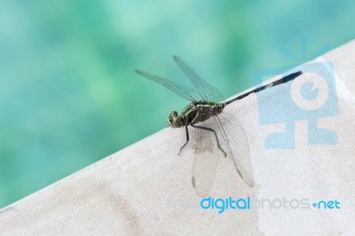 Green Dragonfly On Swimming Pool Edge Stock Photo