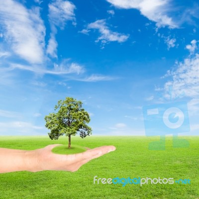 Green Earth Concept,hand Holding Tree Stock Photo