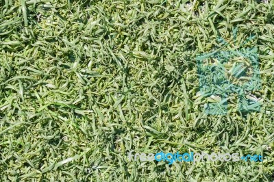 Green Fake Grass Background Stock Photo