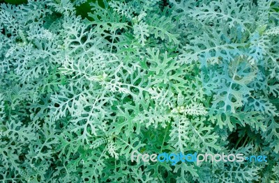 Green Fern Leaves Texture Stock Photo