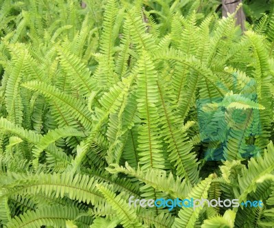 Green Fernas A Background Stock Photo