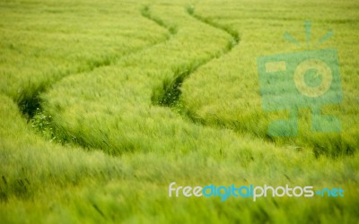 Green Field Stock Photo