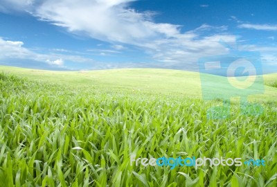 Green Field Stock Photo