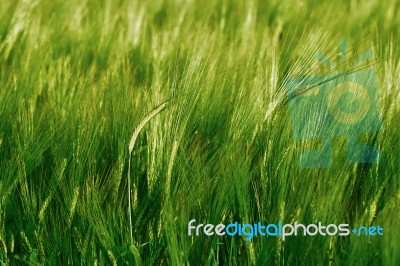 Green Field Of Barley Stock Photo