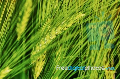 Green Field Of Barley Stock Photo