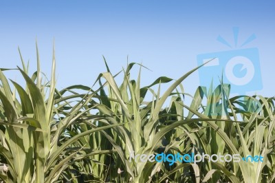 Green Field Of Corn Growing Up Stock Photo