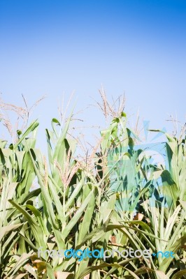 Green Field Of Corn Growing Up Stock Photo