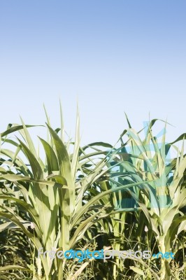 Green Field Of Corn Growing Up Stock Photo