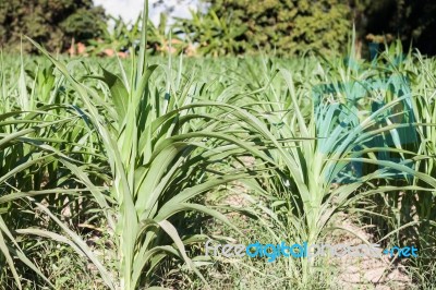 Green Field Of Corn Growing Up Stock Photo