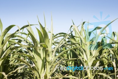 Green Field Of Corn Growing Up Stock Photo