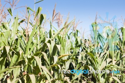 Green Field Of Corn Growing Up Stock Photo