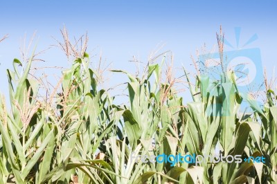 Green Field Of Corn Growing Up Stock Photo