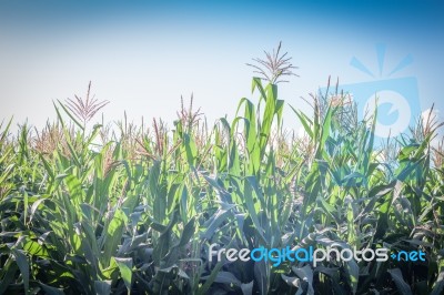 Green Field Of Corn Growing Up Stock Photo