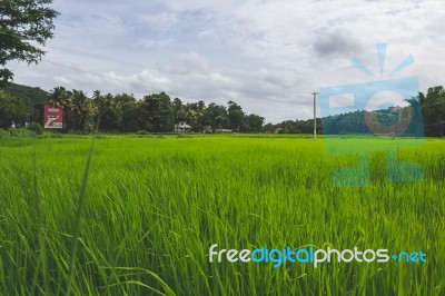 Green Field With Trees In The Background Stock Photo