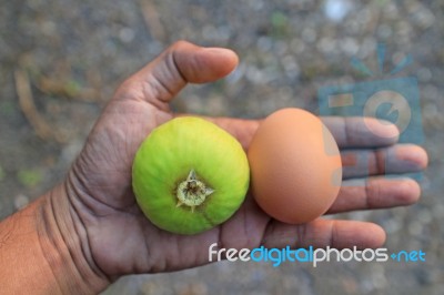 Green Fig Fruit And Egg Stock Photo