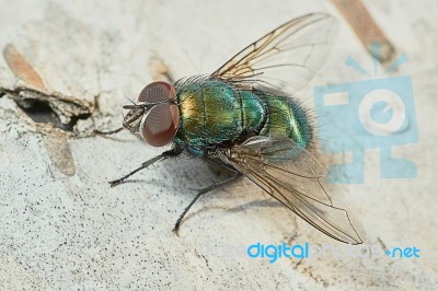 Green Fly On A Birch Log Stock Photo