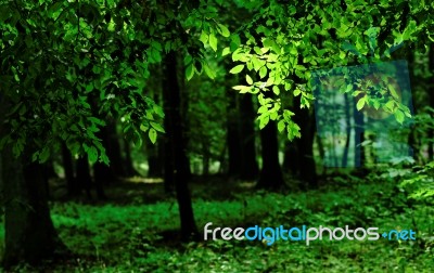 Green Forest Stock Photo