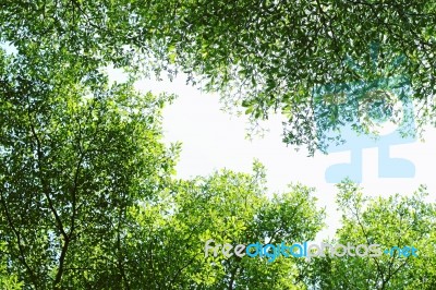 Green Forest Background In A Sunny Day Stock Photo