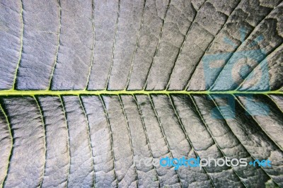 Green Frangipani Leaf Texture Stock Photo