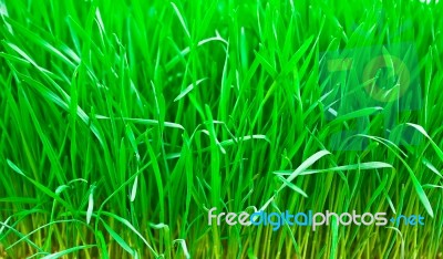 Green Fresh Young Wheat Close Up Stock Photo