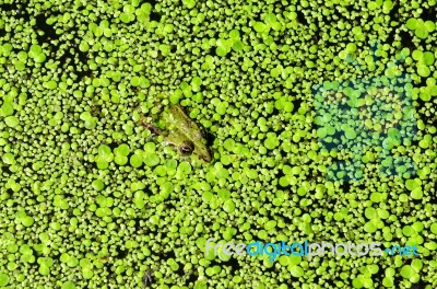 Green Frog Stock Photo