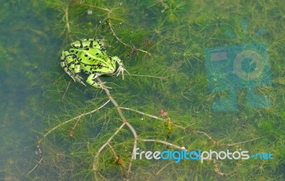 Green Frog Stock Photo