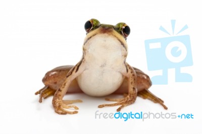 Green Frog Stock Photo