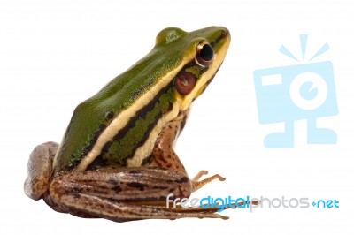 Green Frog Stock Photo