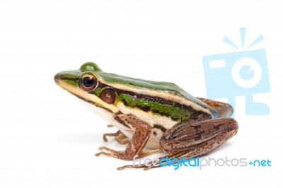 Green Frog Stock Photo