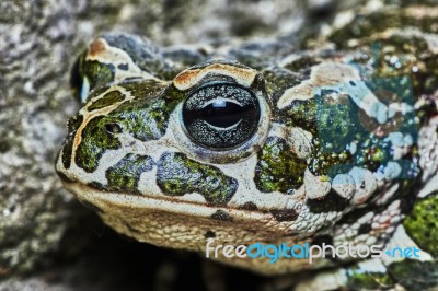 Green Frog Stock Photo