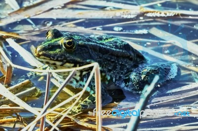 Green Frog Stock Photo