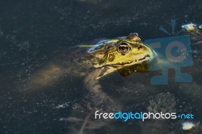 Green Frog Stock Photo