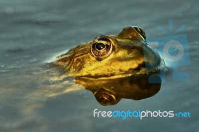 Green Frog Stock Photo