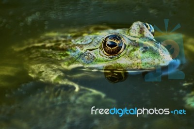 Green Frog Stock Photo