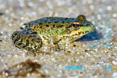 Green Frog Stock Photo