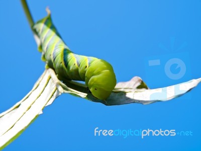 Green Fruitworm Stock Photo