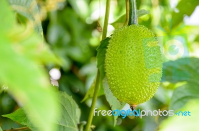 Green Gac Fruit Stock Photo