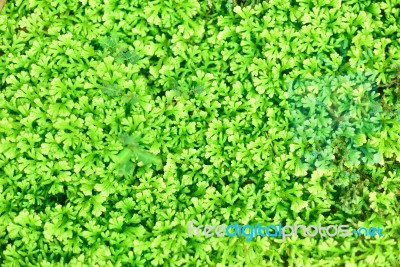 Green Glass Stock Photo