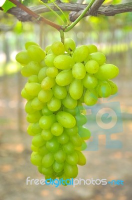 Green Grape Stock Photo