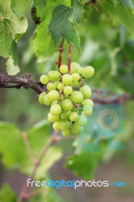 Green Grape Bunch Isolated Stock Photo