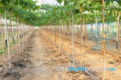 Green Grape Farm Under Plastic Cover Greenhouse Stock Photo