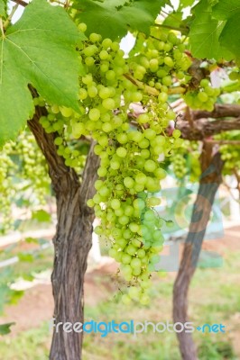 Green Grapes On The Vine Stock Photo