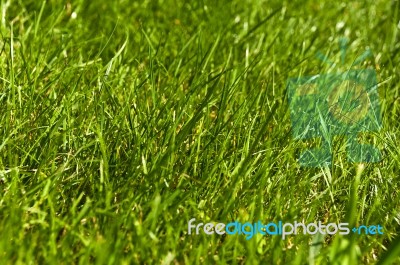 Green Grass Stock Photo