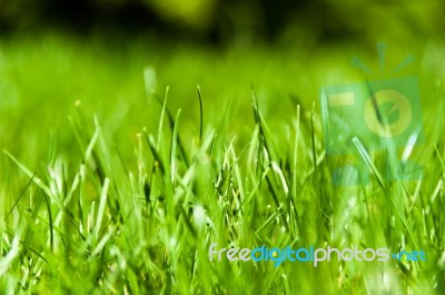 Green Grass Stock Photo