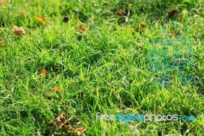 Green Grass Stock Photo