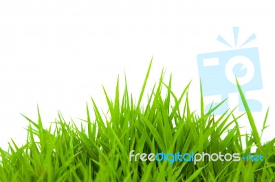 Green Grass Stock Photo