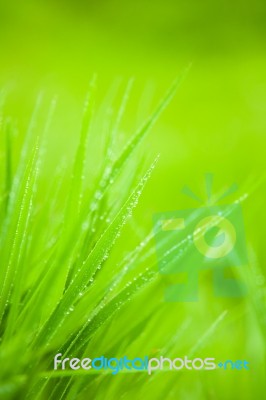 Green Grass Stock Photo