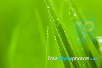 Green Grass Stock Photo