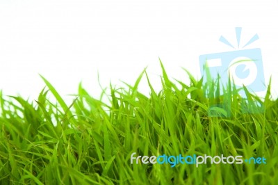 Green Grass Stock Photo